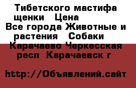  Тибетского мастифа щенки › Цена ­ 10 000 - Все города Животные и растения » Собаки   . Карачаево-Черкесская респ.,Карачаевск г.